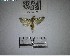 (Tallula sp. lep229 - YB-BCI193702)  @11 [ ] No Rights Reserved  Unspecified Unspecified