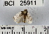  (Antaeotricha sp. 1YB - YB-BCI25911)  @12 [ ] No Rights Reserved  Unspecified Unspecified