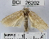  (Stenoma sp. 4YB - YB-BCI26202)  @13 [ ] No Rights Reserved  Unspecified Unspecified