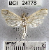  (Eulepte sp. 1YB - YB-BCI24778)  @13 [ ] No Rights Reserved  Unspecified Unspecified