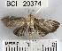  (Lamprosema Dapkey23 - YB-BCI20374)  @13 [ ] No Rights Reserved  Unspecified Unspecified
