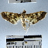  (Ategumia sp. 3YB - YB-BCI30066)  @14 [ ] No Rights Reserved  Unspecified Unspecified