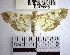  (Ategumia sp. 8YB - YB-BCI79515)  @11 [ ] No Rights Reserved  Unspecified Unspecified