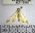  (Eulepte sp. 5YB - YB-BCI110430)  @11 [ ] No Rights Reserved  Unspecified Unspecified