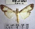  (Eulepte sp. 9YB - YB-BCI142012)  @11 [ ] No Rights Reserved  Unspecified Unspecified