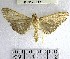  (Omiodes sp. 7YB - YB-BCI170912)  @11 [ ] No Rights Reserved  Unspecified Unspecified