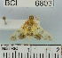  (Ategumia sp. 2YB - YB-BCI6803)  @13 [ ] No Rights Reserved  Unspecified Unspecified