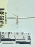  (Phasmatocoris sp - YB-BCI162705)  @11 [ ] No Rights Reserved  Unspecified Unspecified