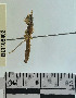  (Apronius octonotatus - YB-BCI109402)  @11 [ ] No Rights Reserved  Unspecified Unspecified