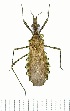  (StenopodainaeGEN sp. 1YB - YB-BCI167447)  @11 [ ] No Rights Reserved  Unspecified Unspecified