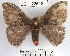  (Hylesia praedpichinchensis - YB-BCI22618)  @14 [ ] No Rights Reserved  Unspecified Unspecified
