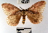  (Pseudodirphia eupanamensis - YB-BCI34033)  @14 [ ] No Rights Reserved  Unspecified Unspecified