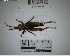 (Caenolampis - YB-BCI195048)  @11 [ ] No Rights Reserved  Unspecified Unspecified