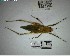  (Parascopioricus - YB-BCI195160)  @11 [ ] No Rights Reserved  Unspecified Unspecified