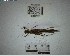  (Dolichocercus - YB-BCI195590)  @11 [ ] No Rights Reserved  Unspecified Unspecified