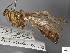  (Enicospilus mexicanus - STRI_ENT_0118837.1)  @11 [ ] Unspecified (default): All Rights Reserved  Unspecified Unspecified