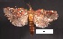  (Clydonopteron pomponius - SG-BCISP-2034)  @14 [ ] No Rights Reserved (2013) Unspecified NA