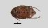  (Amblycerus cistelinus - SG-BCISP-4762)  @15 [ ] No Rights Reserved (2015) Unspecified n/a
