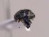 (Amblycerus sp. bru16SG - SG-BCISP-4773)  @11 [ ] No Rights Reserved (2015) Unspecified n/a