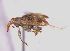  (Ceratopus bisignatus - SG-BCISP-9069)  @14 [ ] No Rights Reserved (2015) Unspecified n/a