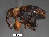  (Ceratopus sp. cur137SG - SG-BCISP-131-2014)  @14 [ ] No Rights Reserved (2014) Unspecified n/a