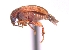  (Amblycerus simulator - SG-BCISP-1466)  @14 [ ] No Rights Reserved (2013) Unspecified NA