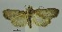  (Schacontia AAP1991 - SG-BCISP1620)  @13 [ ] Unspecified (default): All Rights Reserved  Unspecified Unspecified