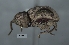  (Cryptorhynchus sp. cur54SG - SG-BCISP-1833)  @13 [ ] No Rights Reserved (2013) Unspecified n/a