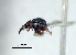  (Coelocephalapion sp. cur13SG - SG-BCISP187)  @13 [ ] Unspecified (default): All Rights Reserved  Unspecified Unspecified