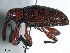  (Heilipus nr. lauri - SG-BCISP243)  @14 [ ] Unspecified (default): All Rights Reserved  Unspecified Unspecified