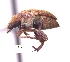  (Amblycerus perfectus - SG-BCISP-2447)  @14 [ ] No Rights Reserved (2013) Unspecified NA