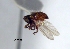  (Cryptorhynchus sp. cur27SG - SG-BCISP2501)  @11 [ ] Unspecified (default): All Rights Reserved  Unspecified Unspecified
