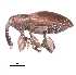  (Ceratopus sp. cur2SG - SG-BCISP-2519)  @14 [ ] No Rights Reserved (2013) Unspecified NA