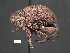  (Eubulus sp. cur24SG - SG-BCISP-2565-2014)  @14 [ ] No Rights Reserved (2015) Unspecified n/a