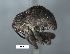  (Pseudomopsis - SG-BCISP-2715)  @15 [ ] No Rights Reserved (2015) Unspecified n/a
