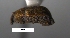  (Cyrionyx sp. cur69SG - SG-BCISP-2966)  @11 [ ] No Rights Reserved (2013) Unspecified n/a