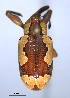  (Heilipus draco - SG-BCISP3281)  @14 [ ] Unspecified (default): All Rights Reserved  Unspecified Unspecified