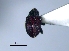 (Aeatus sp. cur242SG - SG-BCISP3283)  @13 [ ] Unspecified (default): All Rights Reserved  Unspecified Unspecified