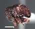  (Eubulus sp. cf. dumicolus cur90SG - SG-BCISP-3741)  @13 [ ] No Rights Reserved (2013) Unspecified NA