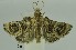  (Hypocosmia bimaculalis - SG-BCISP3791)  @14 [ ] Unspecified (default): All Rights Reserved  Unspecified Unspecified
