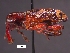  (Heilipus sp. cur243SG - SG-BCISP-3832)  @14 [ ] No Rights Reserved (2013) Unspecified NA