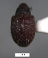  (Aeatus sp. cur108SG - SG-BCISP-3885)  @11 [ ] No Rights Reserved (2013) Unspecified n/a