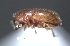  (Coccotrypes cyperi - SG-BCISP-4128-2014)  @13 [ ] No Rights Reserved (2015) Unspecified n/a