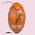 (Amblycerus sp. bru28SG - SG-BCISP-4165)  @11 [ ] No Rights Reserved (2013) Unspecified NA