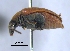  (Amblycerus pterocarpae - SG-BCISP-439-2014)  @11 [ ] No Rights Reserved (2015) Unspecified n/a
