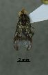  (Richardia sp. dip5SG - SG-BCISP-5000)  @13 [ ] No Rights Reserved (2014) Unspecified n/a
