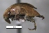  (Amblycerus sp. bru22SG - SG-BCISP-5331)  @14 [ ] No Rights Reserved (2013) Unspecified n/a