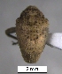  (Phymatophosus - SG-BCISP-5435)  @14 [ ] No Rights Reserved (2013) Unspecified n/a