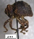  (Oxytenopterus - SG-BCISP-6178)  @14 [ ] No Rights Reserved (2013) Unspecified n/a
