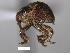  (Pseudomopsis sp. cur168SG - SG-BCISP-6417)  @15 [ ] No Rights Reserved (2013) Unspecified n/a